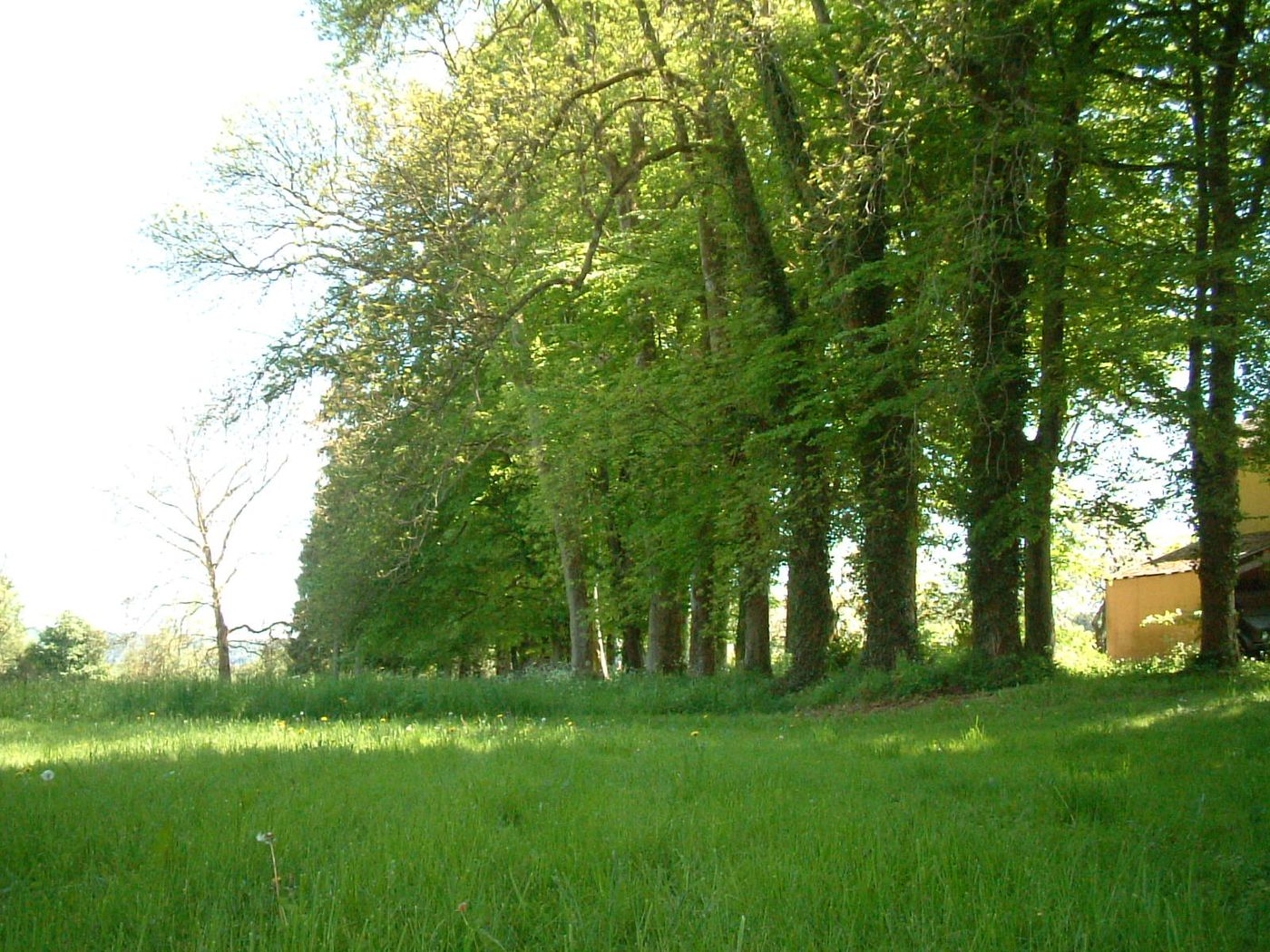 Allée de frênes