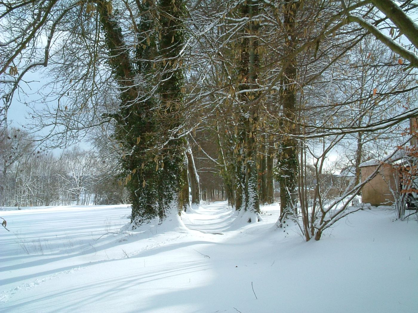 Allée sous la neige