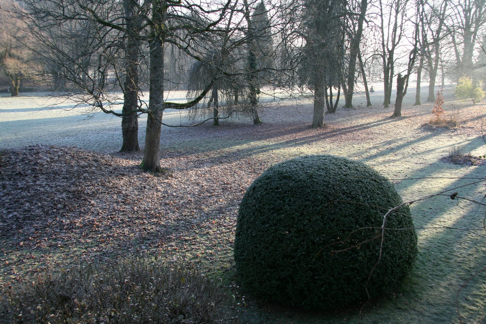 Boule de buis dans le parc hivernal