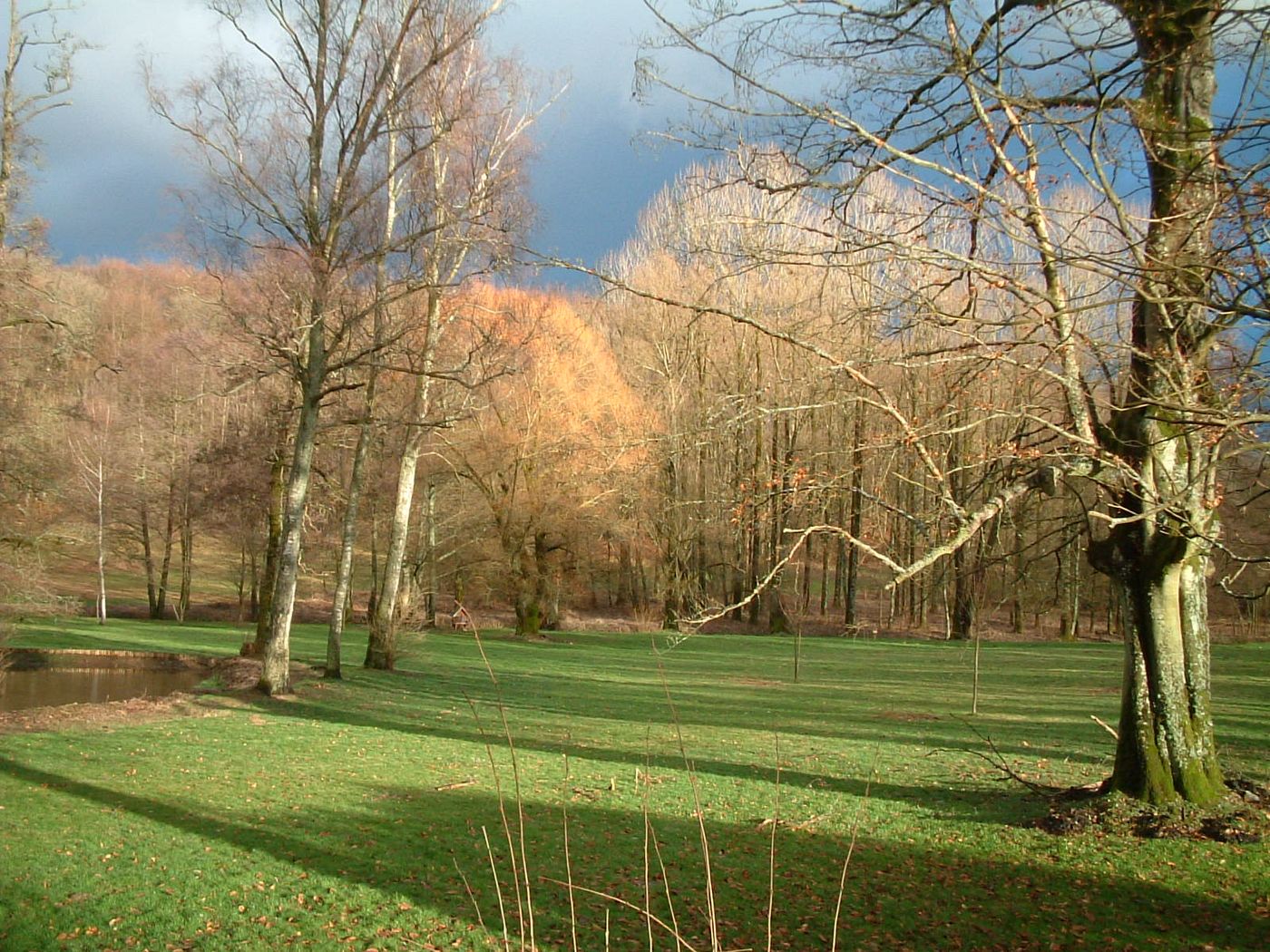 Étang et peupliers en automne