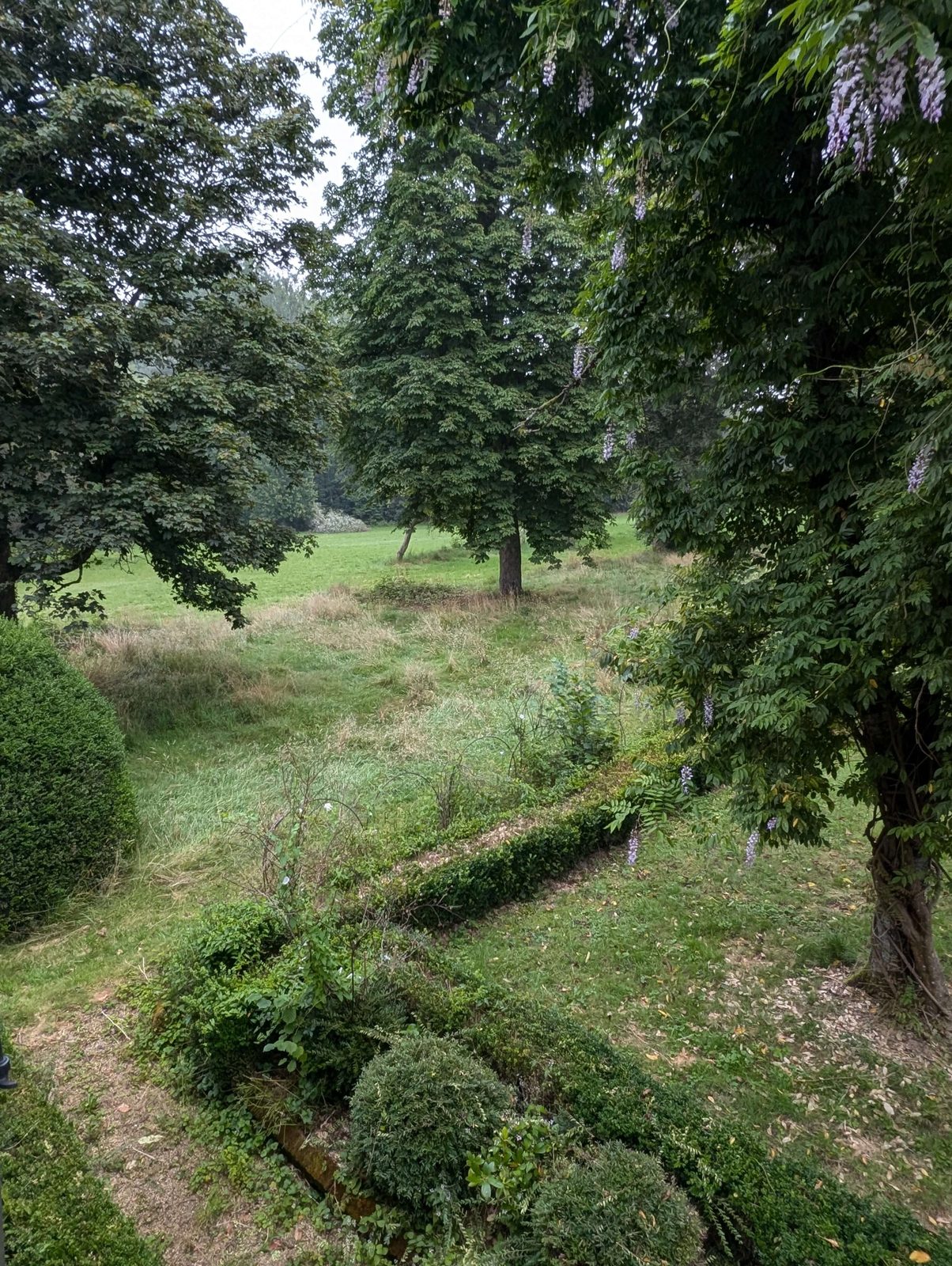 Glycine et allée du parc