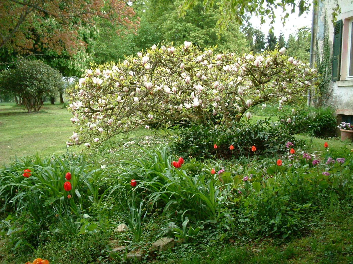Magnolia en fleurs devant la maison