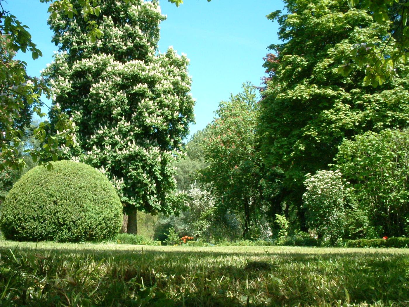 Marronnier en fleurs et boule de buis