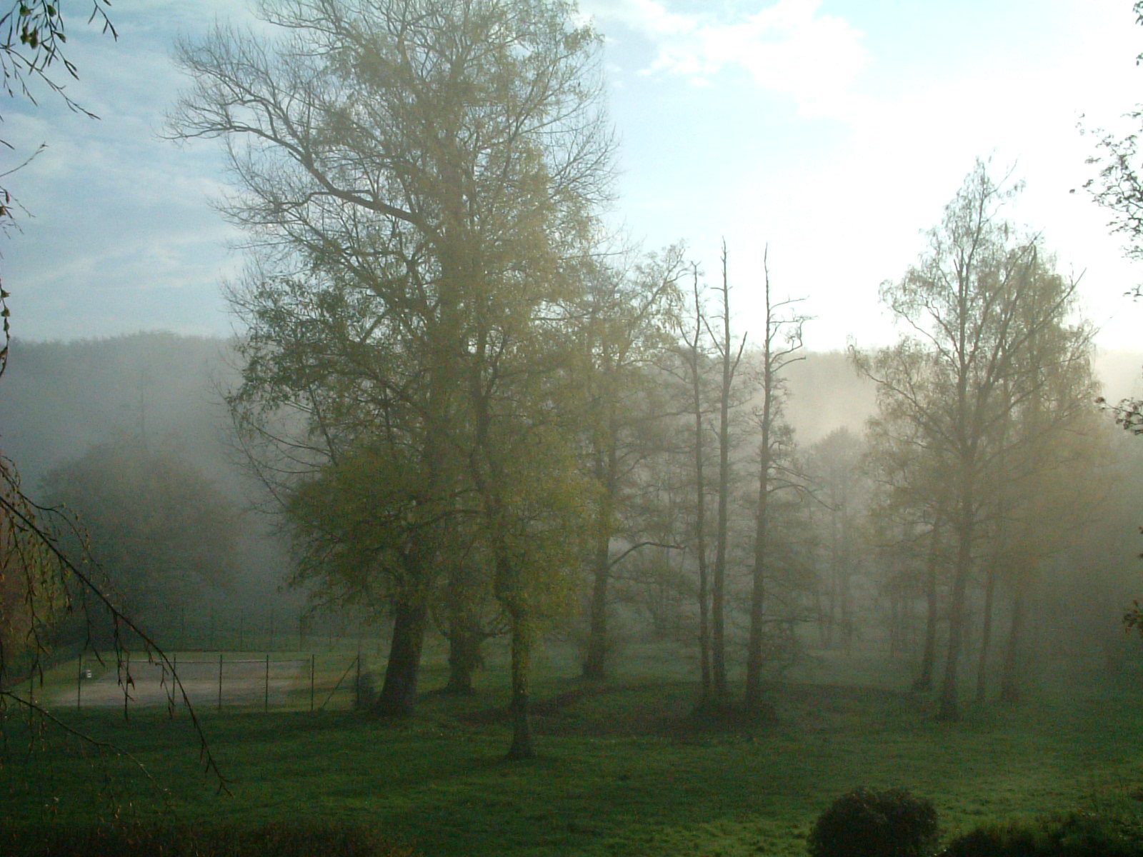 Arbres dans la brume, avril 2004
