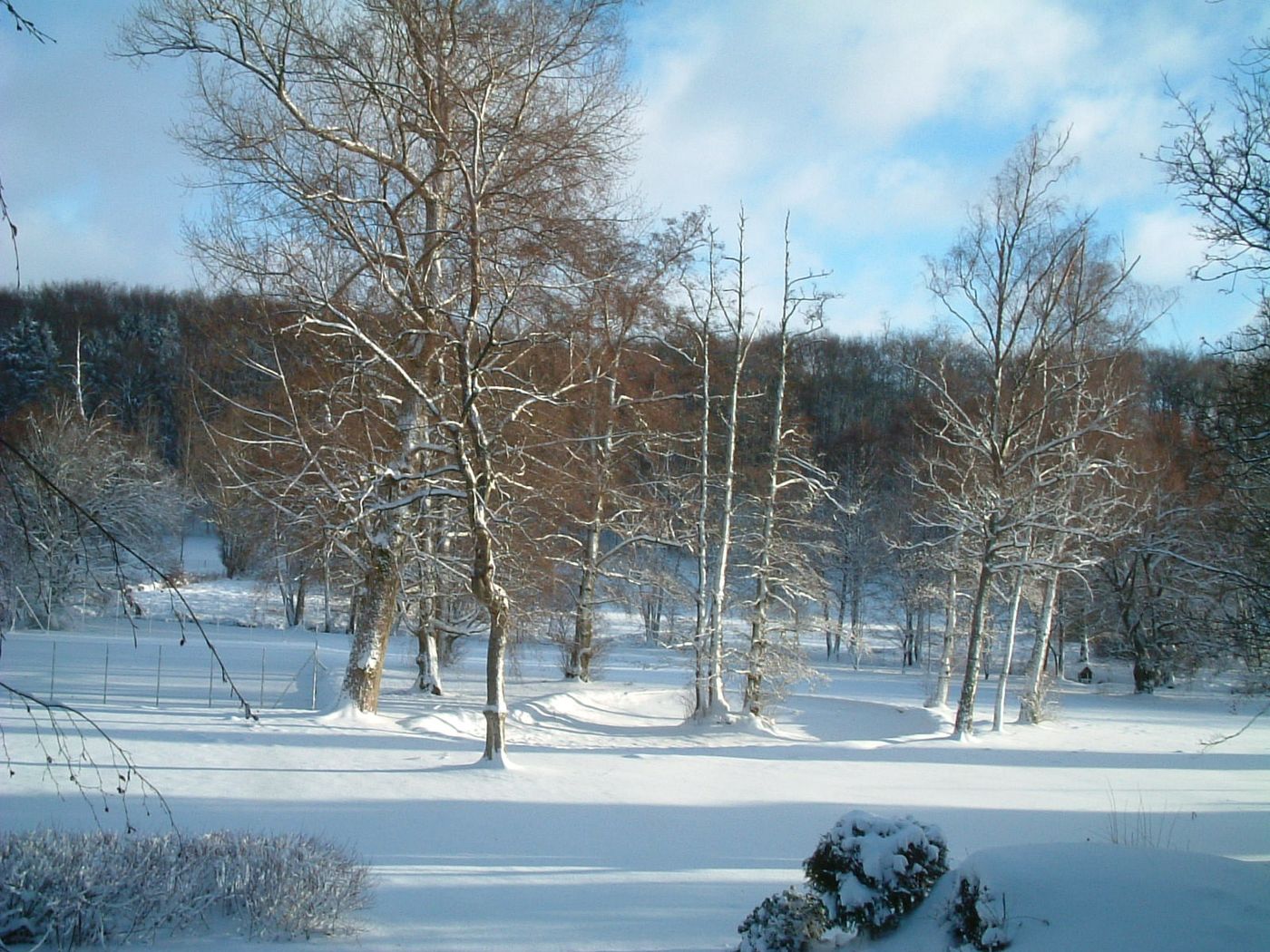 Parc sous la neige