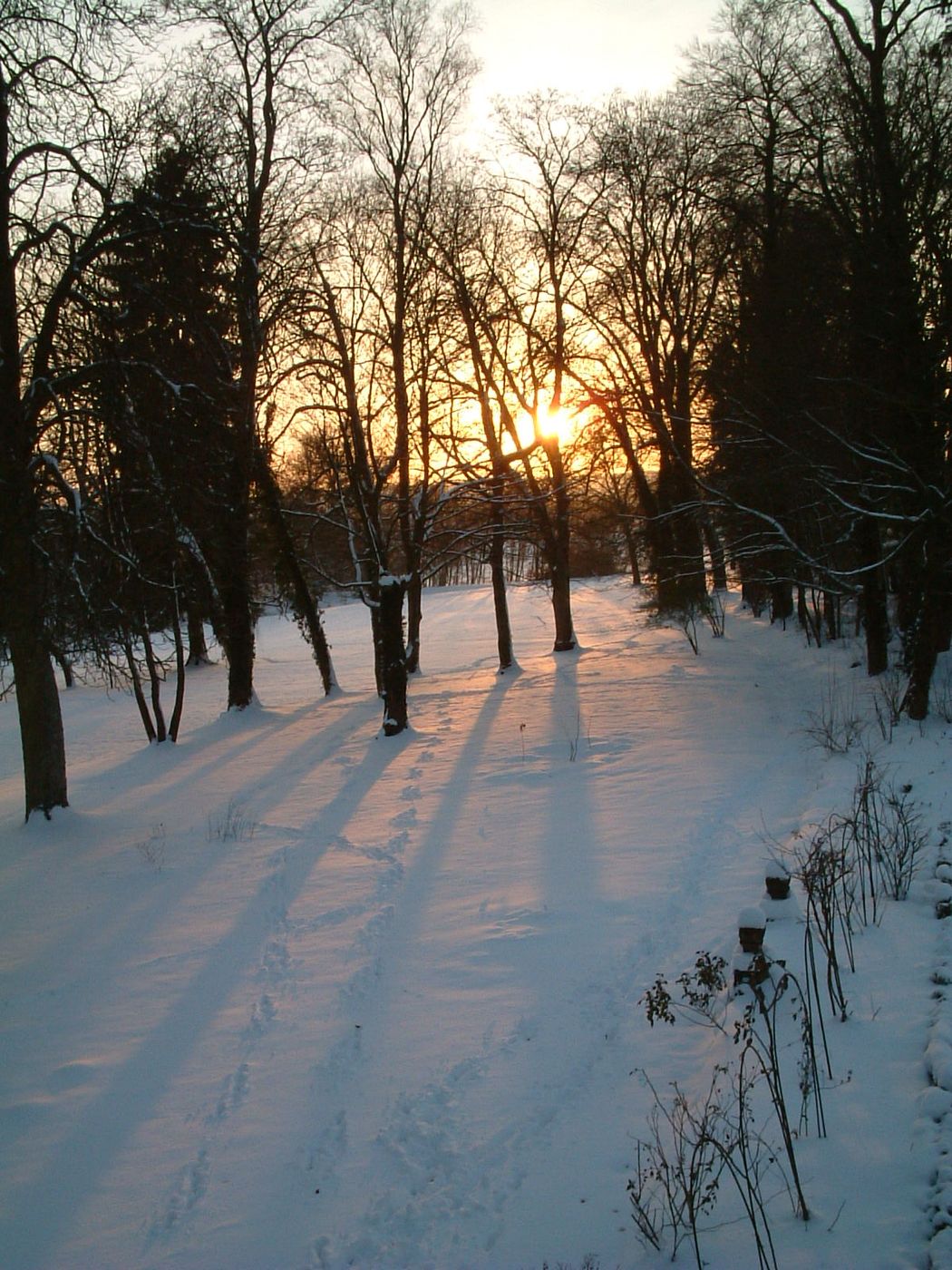Soleil bas sur le parc enneigé