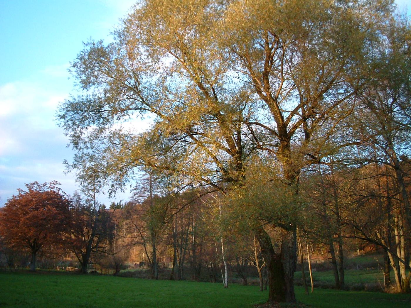 Saule en novembre