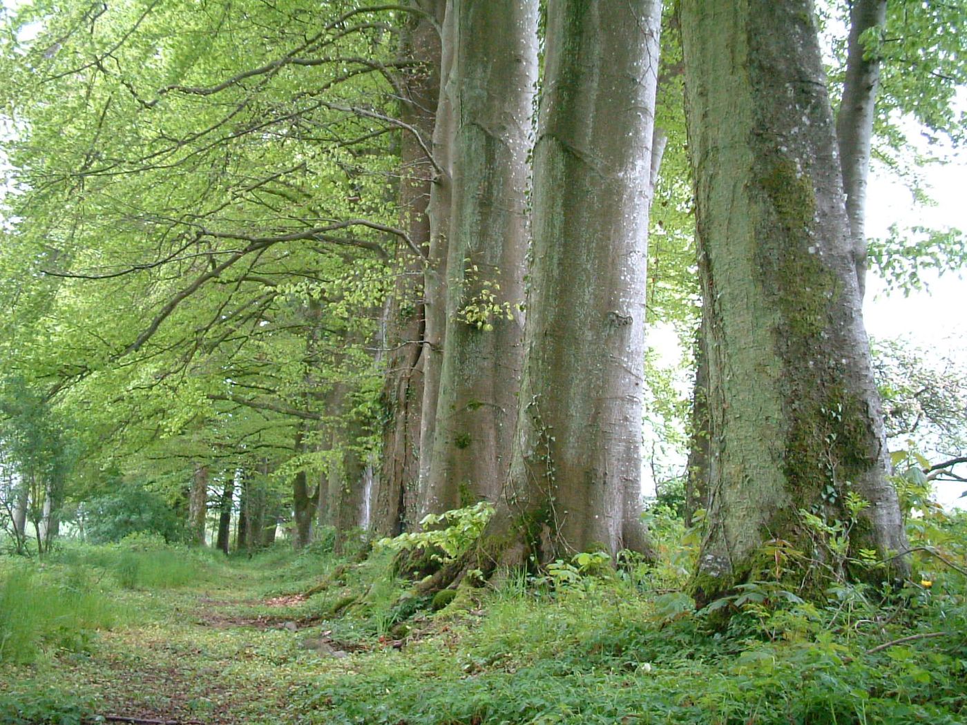 Troncs de l’allée
